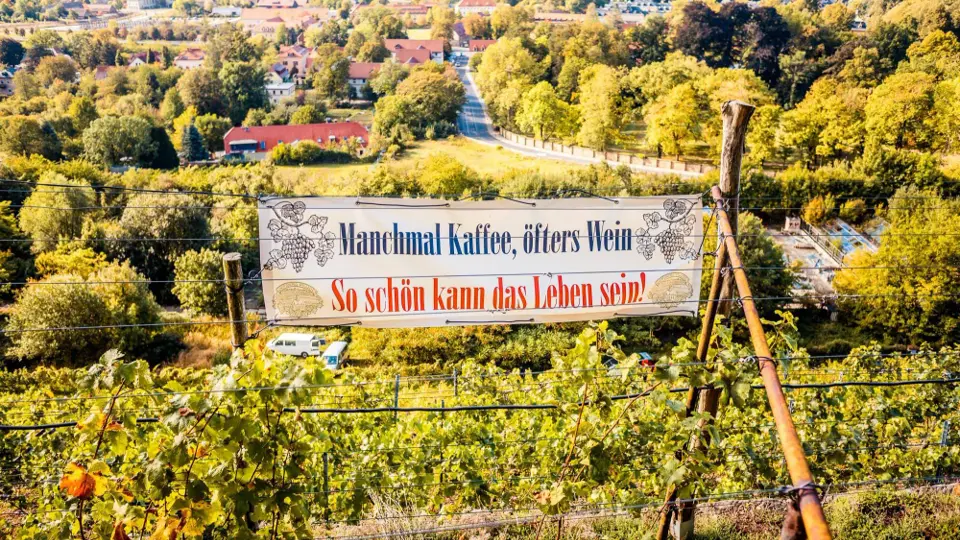 Durch die Pillnitzer Weinberge