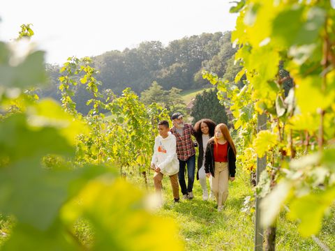 Weinbergswanderung Dresden Elbland